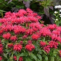Monarda Sugar Buzz Monarda Sugar Buzz™ Cherry Pops