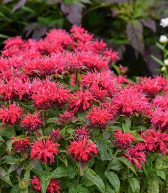 Monarda Sugar Buzz™ Cherry Pops