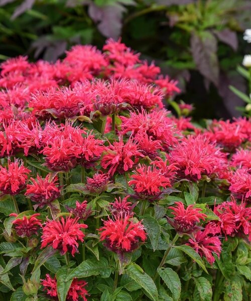 Monarda Sugar Buzz Monarda Sugar Buzz™ Cherry Pops