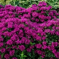 Monarda Sugar Buzz Monarda Sugar Buzz™ Grape Gumball