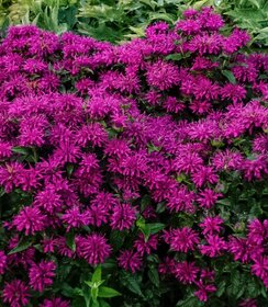 Monarda Sugar Buzz™ Grape Gumball