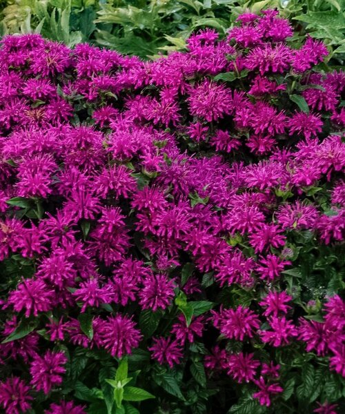 Monarda Sugar Buzz™ Grape Gumball