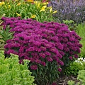Monarda Sugar Buzz Monarda Sugar Buzz™ Grape Gumball