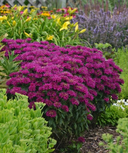 Monarda Sugar Buzz™ Grape Gumball