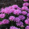Monarda Sugar Buzz Monarda Sugar Buzz™ Pink Frosting