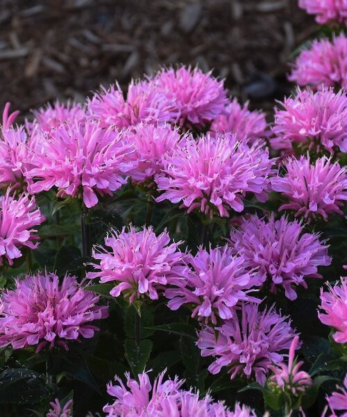 Monarda Sugar Buzz Monarda Sugar Buzz™ Pink Frosting