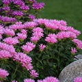 Monarda Sugar Buzz Monarda Sugar Buzz™ Pink Frosting