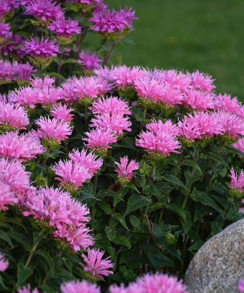 Monarda Sugar Buzz Monarda Sugar Buzz™ Pink Frosting