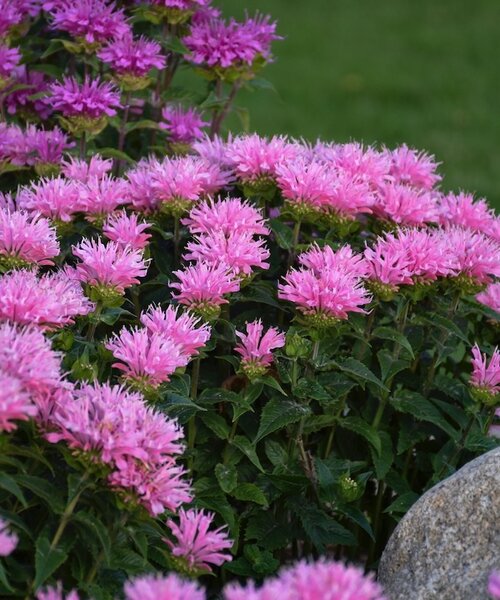 Monarda Sugar Buzz™ Pink Frosting