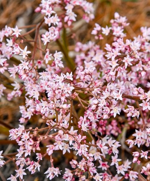 Mukdenia Fusion of Fire