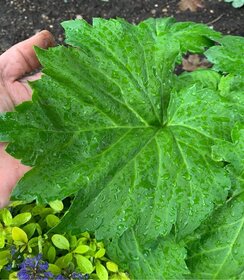 Mukdenia Fusion of Fire