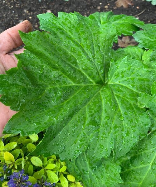 Mukdenia Fusion of Fire