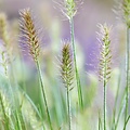 Pennisetum Tiny Twinkler