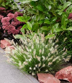 Pennisetum Tiny Twinkler
