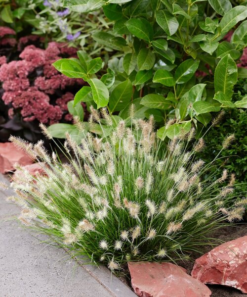 Pennisetum Tiny Twinkler