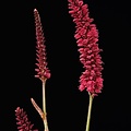 Persicaria Bonfire