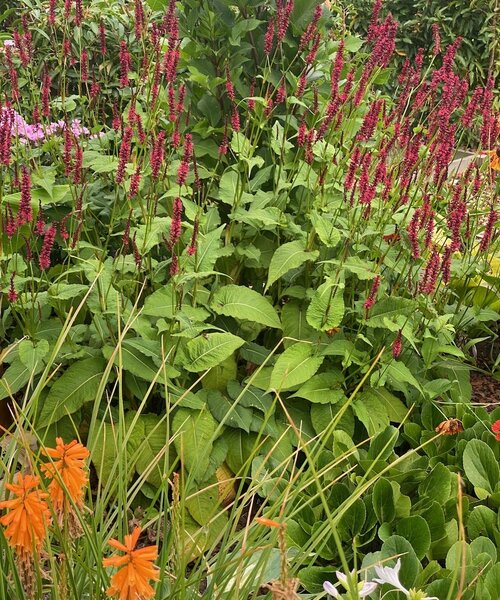 Persicaria Bonfire