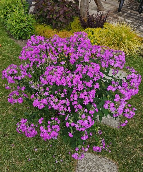 Phlox JS Queen Paola