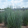 Schizachyrium Blue Paradise