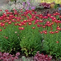 Tanacetum Radiant Deep Pink