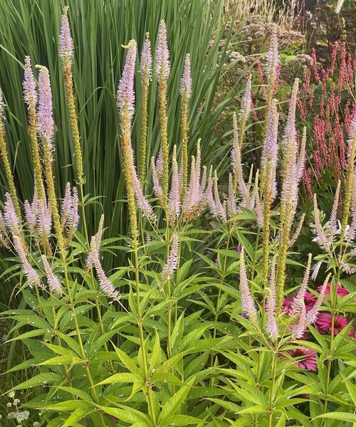 Veronicastrum Lavendelturm