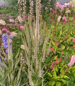 Veronicastrum Pink Glow