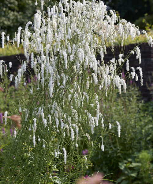 Sanguisorba All Time High