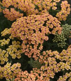 Achillea New Vintage Terracotta