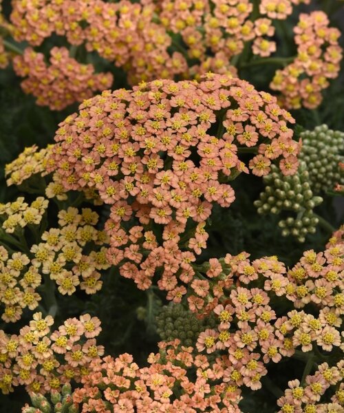 Achillea New Vintage Achillea New Vintage Terracotta