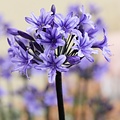 Agapanthus Black Arrow