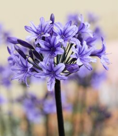 Agapanthus Black Arrow