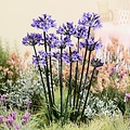 Agapanthus Black Arrow
