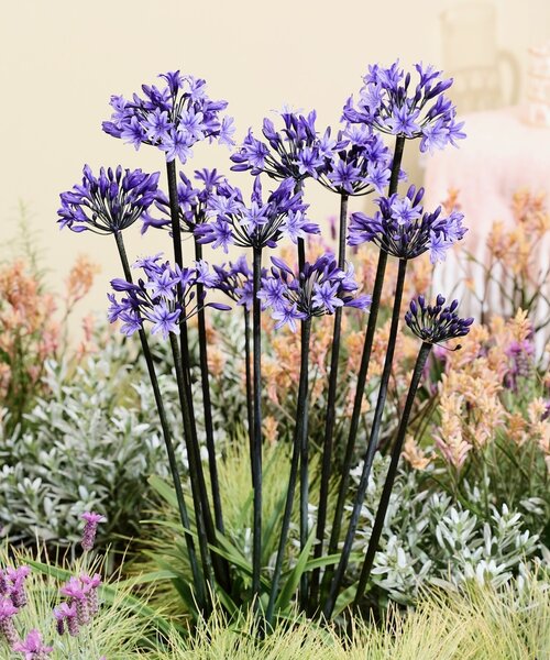 Agapanthus Black Arrow