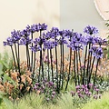 Agapanthus Black Arrow