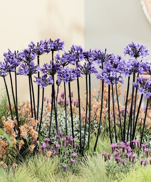 Agapanthus Black Arrow