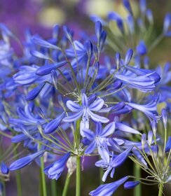Agapanthus Lapis Lazuli