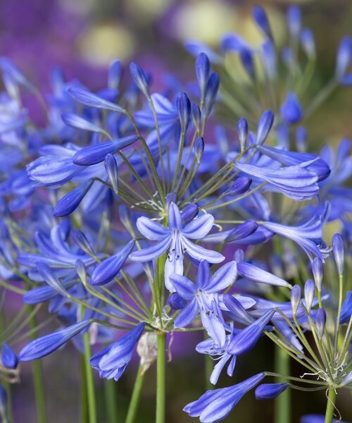 Agapanthus Lapis Lazuli