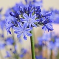 Agapanthus Rising Star
