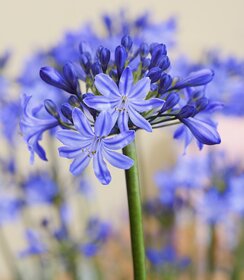 Agapanthus Rising Star