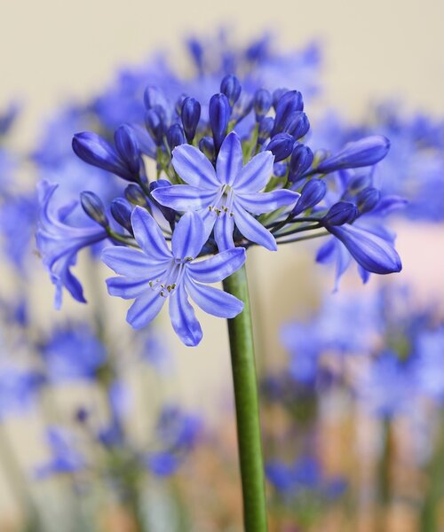 Agapanthus Rising Star