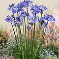 Agapanthus Rising Star