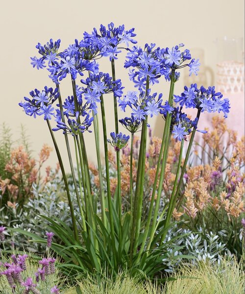 Agapanthus Rising Star