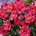 Alstroemeria Incalys Alstroemeria Incalys Cherry