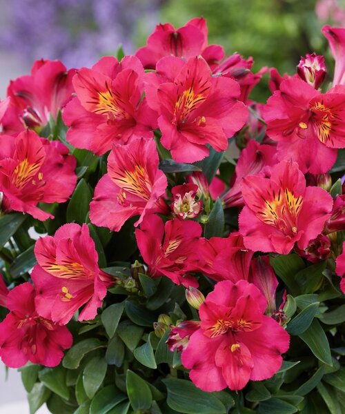 Alstroemeria Incalys Alstroemeria Incalys Cherry