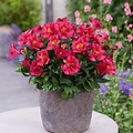 Alstroemeria Incalys Alstroemeria Incalys Cherry