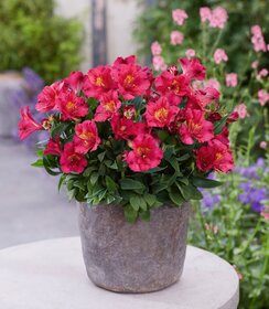 Alstroemeria Incalys Cherry