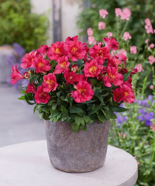 Alstroemeria Incalys Cherry