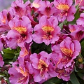 Alstroemeria Incalys Purple