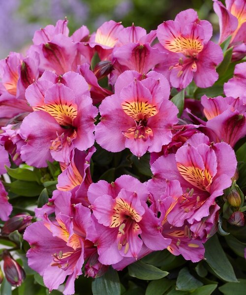 Alstroemeria Incalys Purple