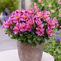 Alstroemeria Incalys Purple
